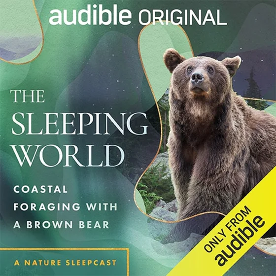 The Sleeping World: Coastal Foraging with a Brown Bear