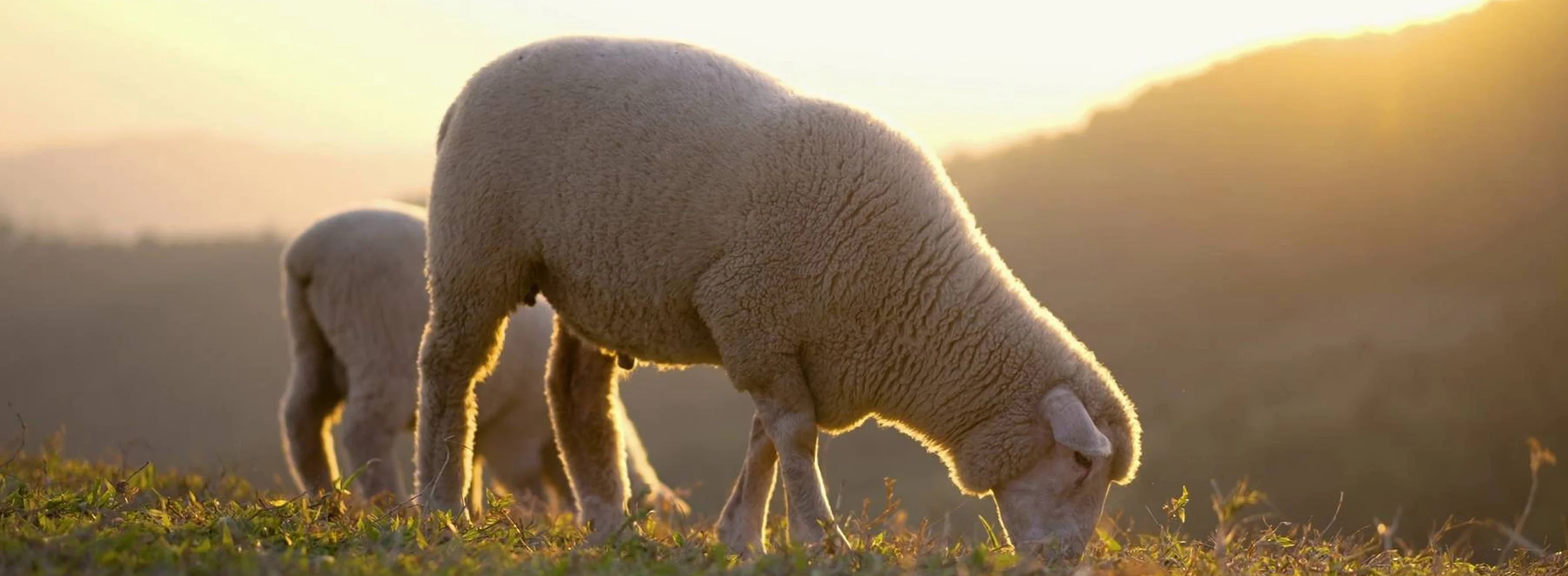 Animaux antistress 2