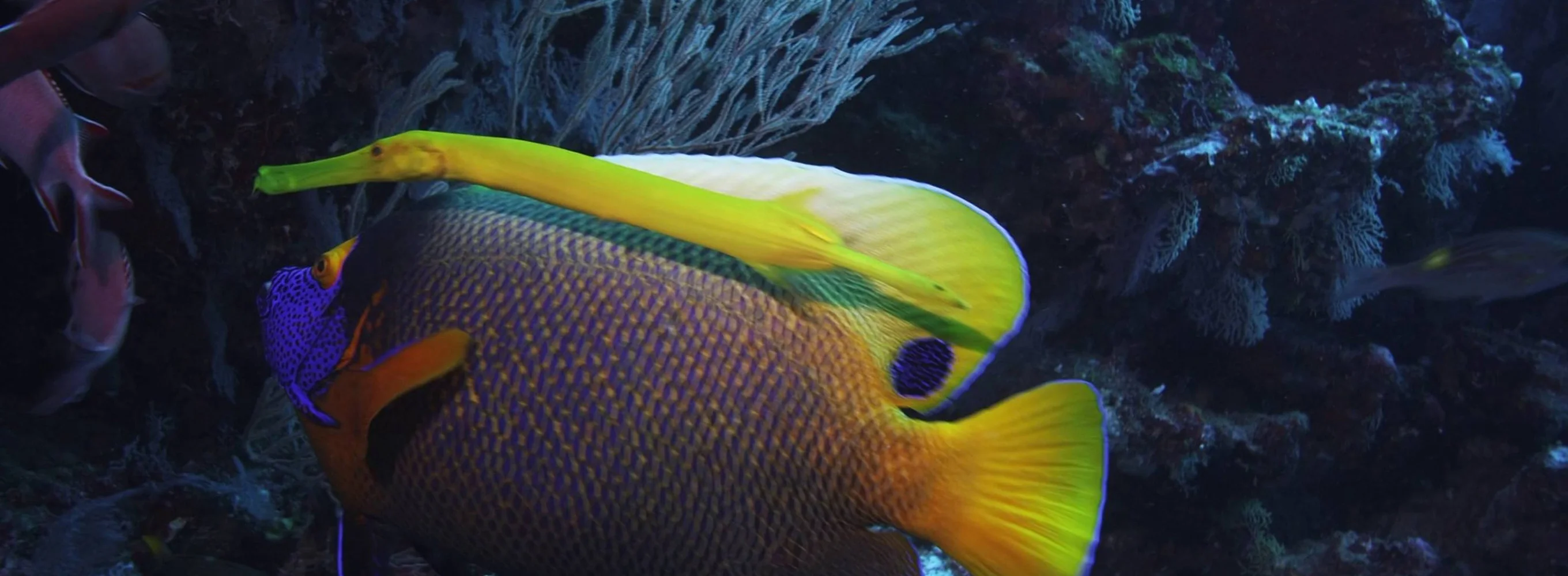 Poissons chatoyants