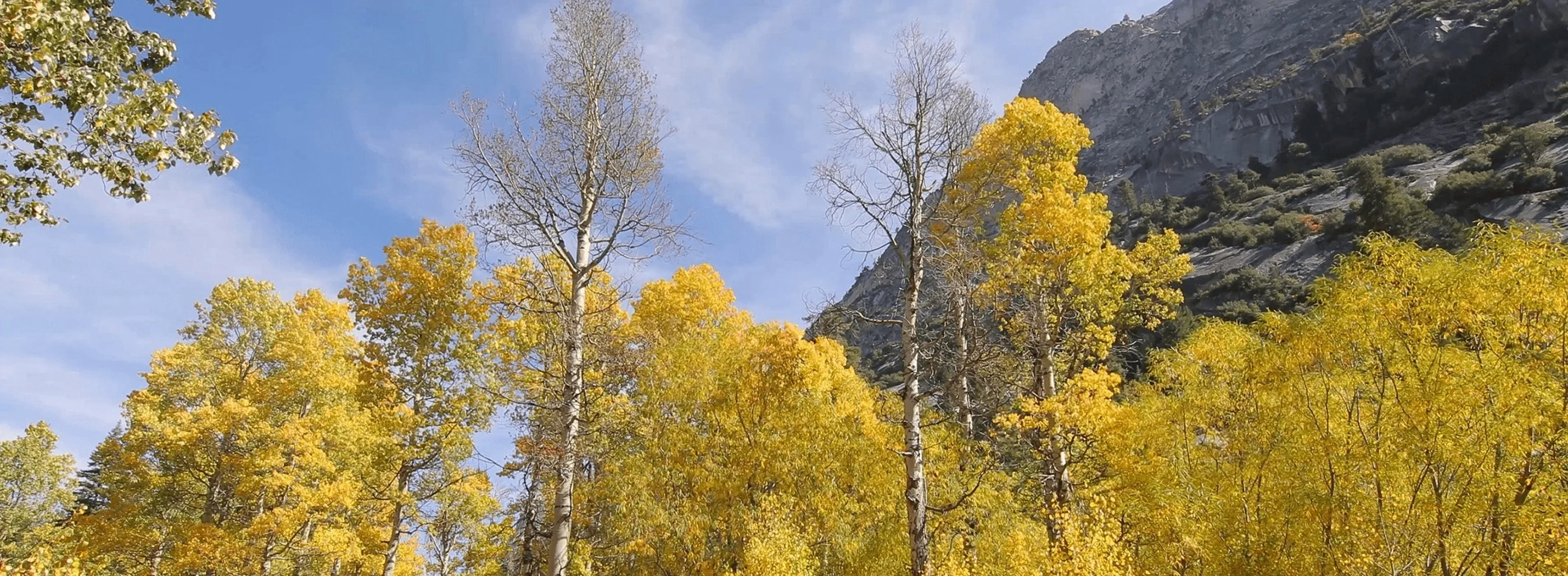 L’automne en forêt 1