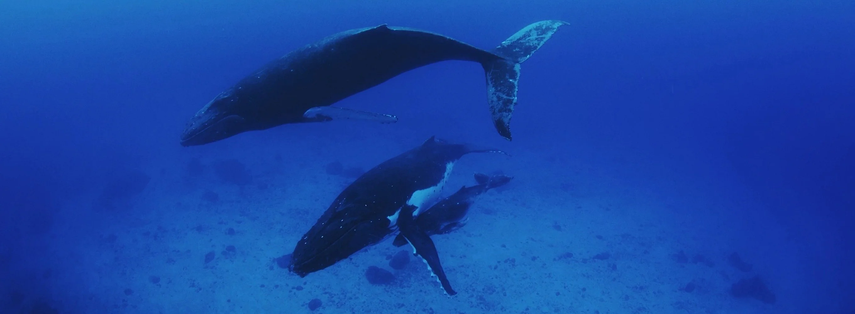 Baleine à bosse