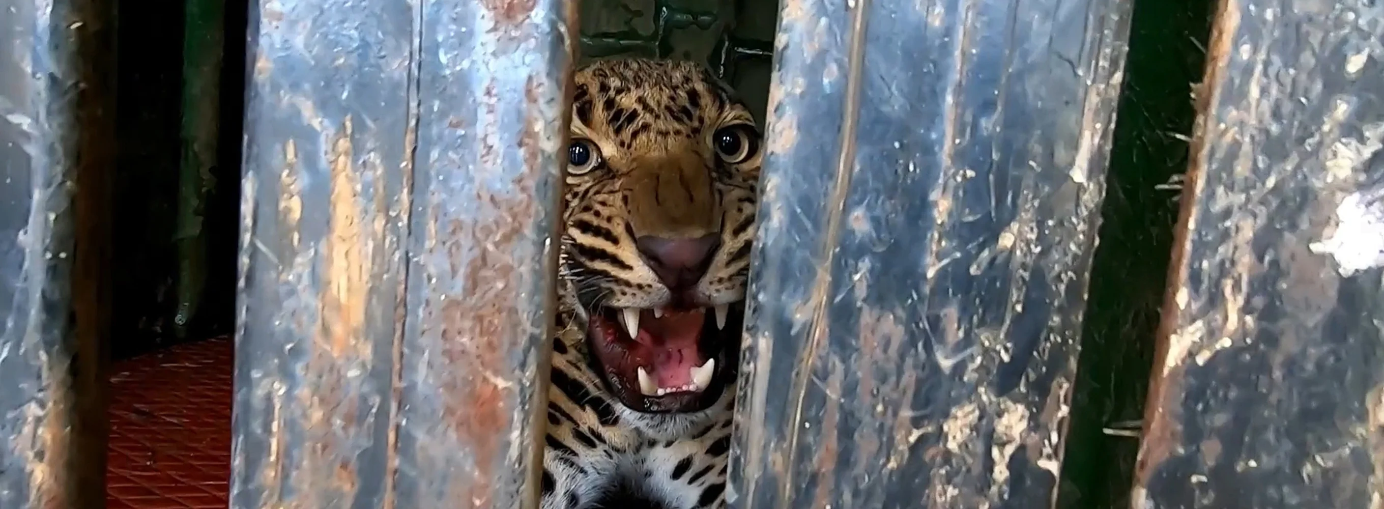 Leopard: Impossible Rescues