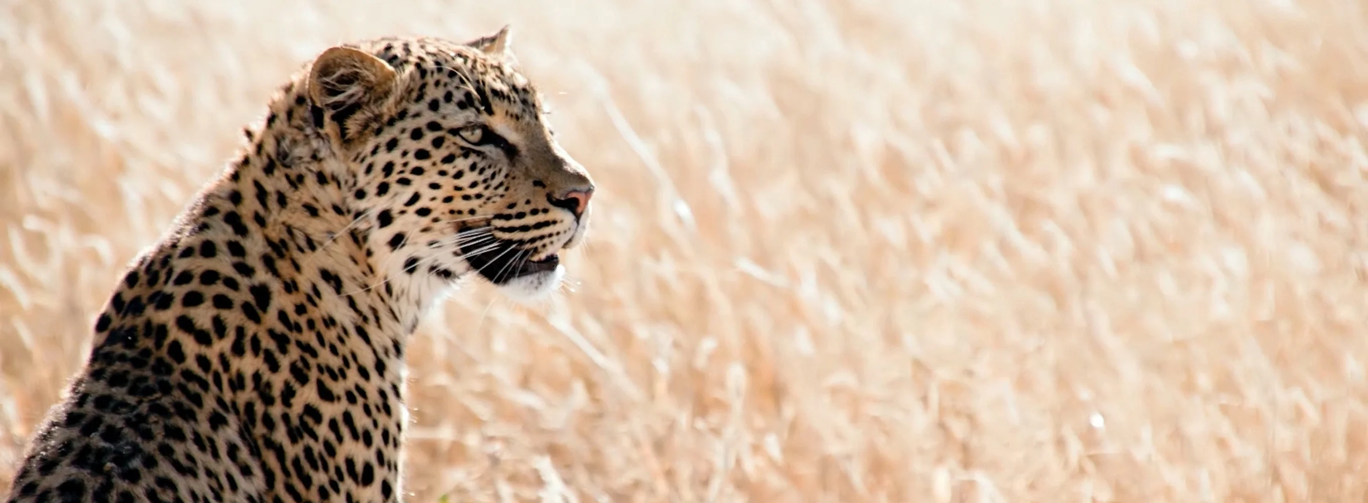Leopard Rescue