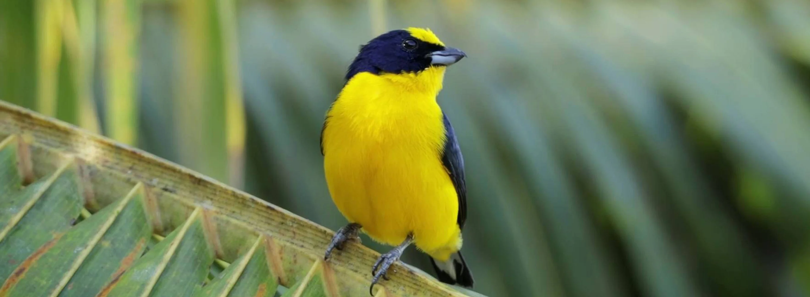 Zen nature : beaux oiseaux
