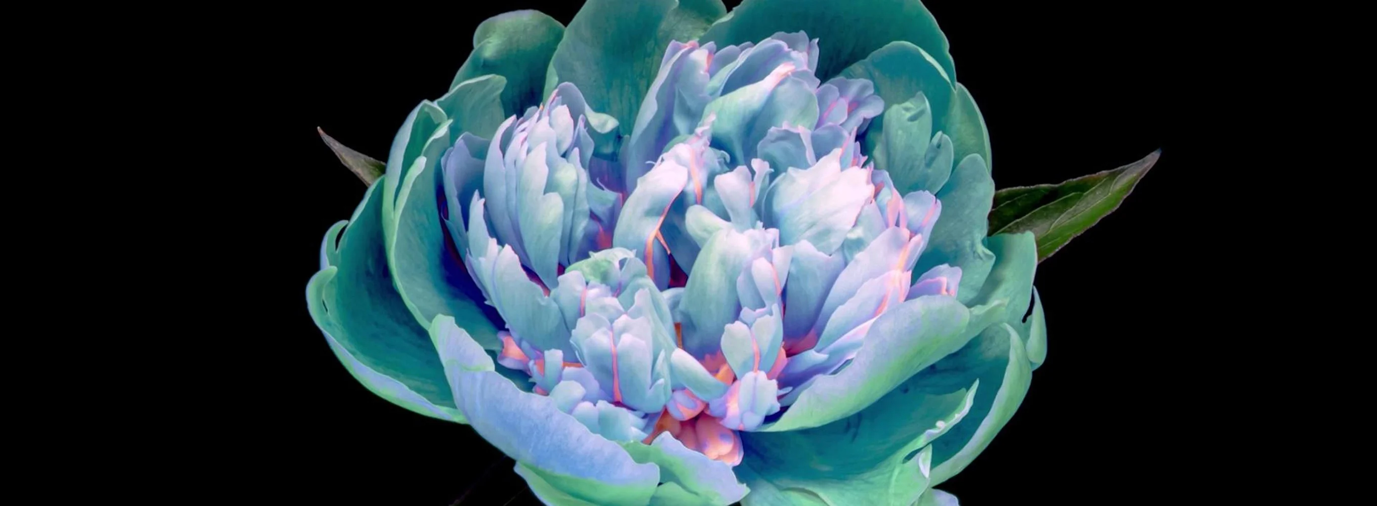 Zen nature : harmonies