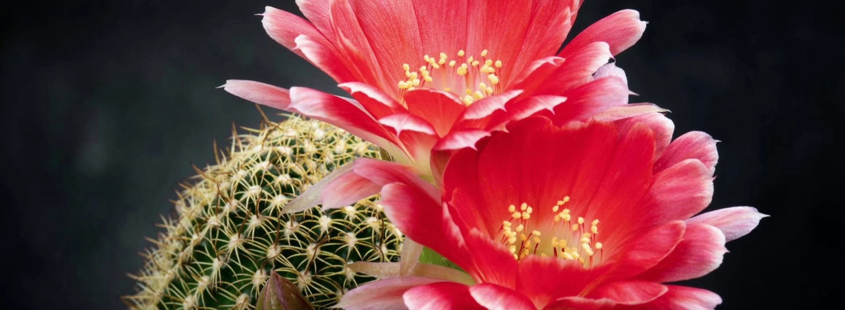 Zen nature : thérapie florale