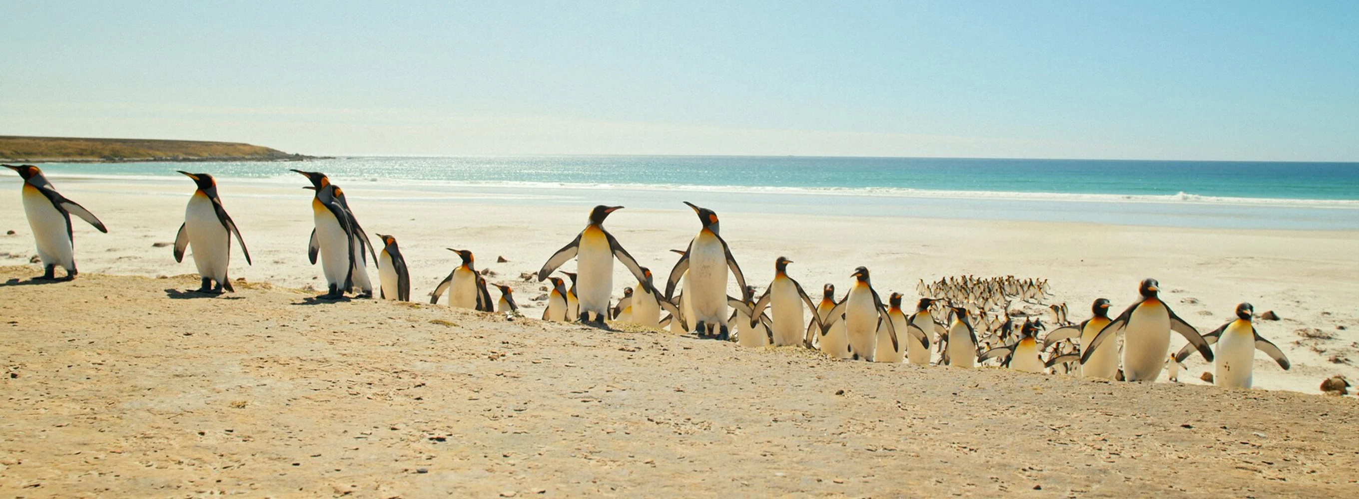 Penguins of the Point