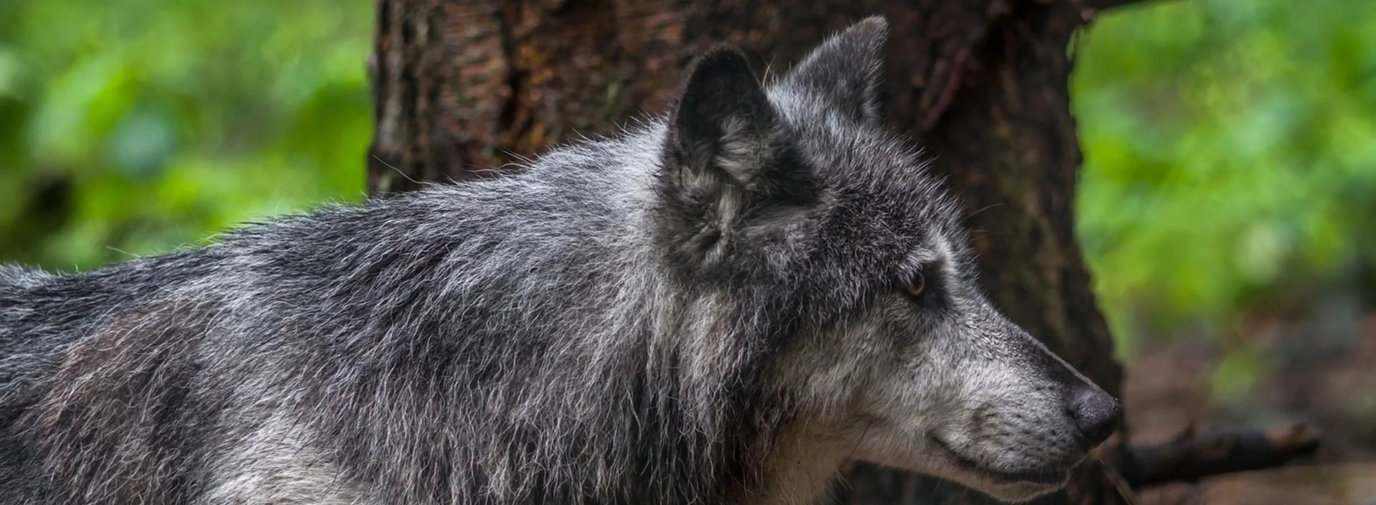 Remaking Wolf Connection Part