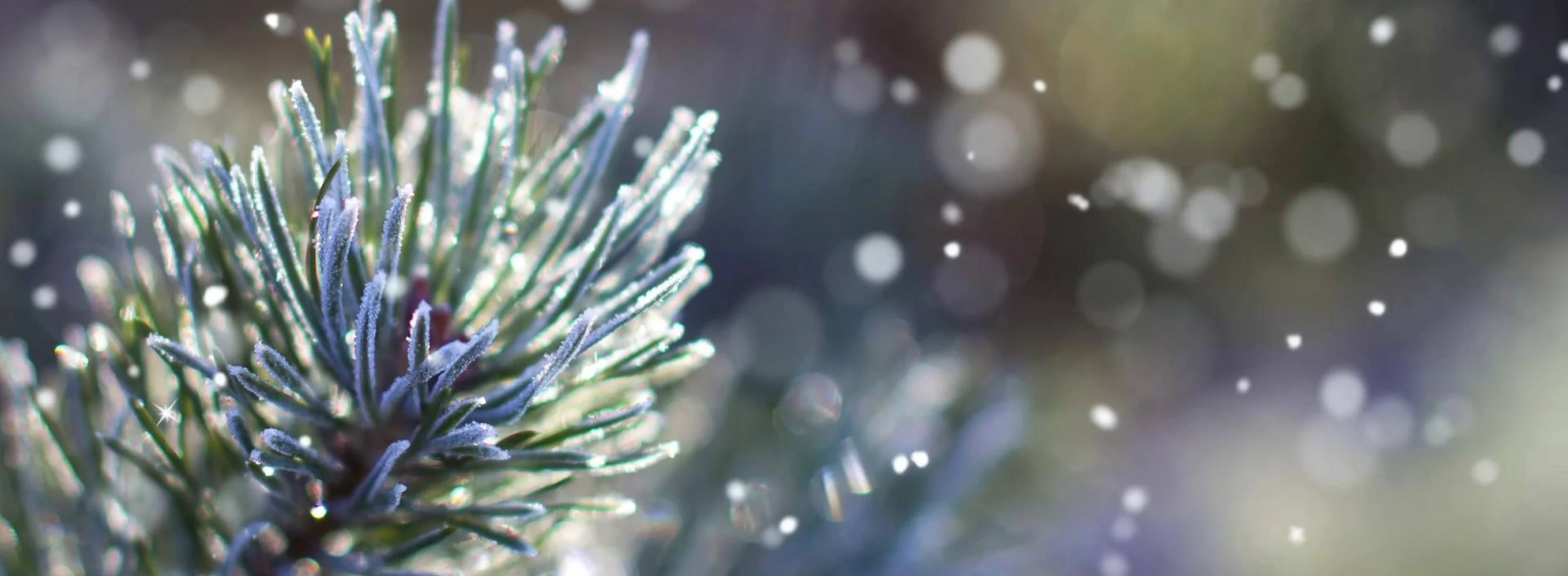 Collection des Fêtes : un Noël