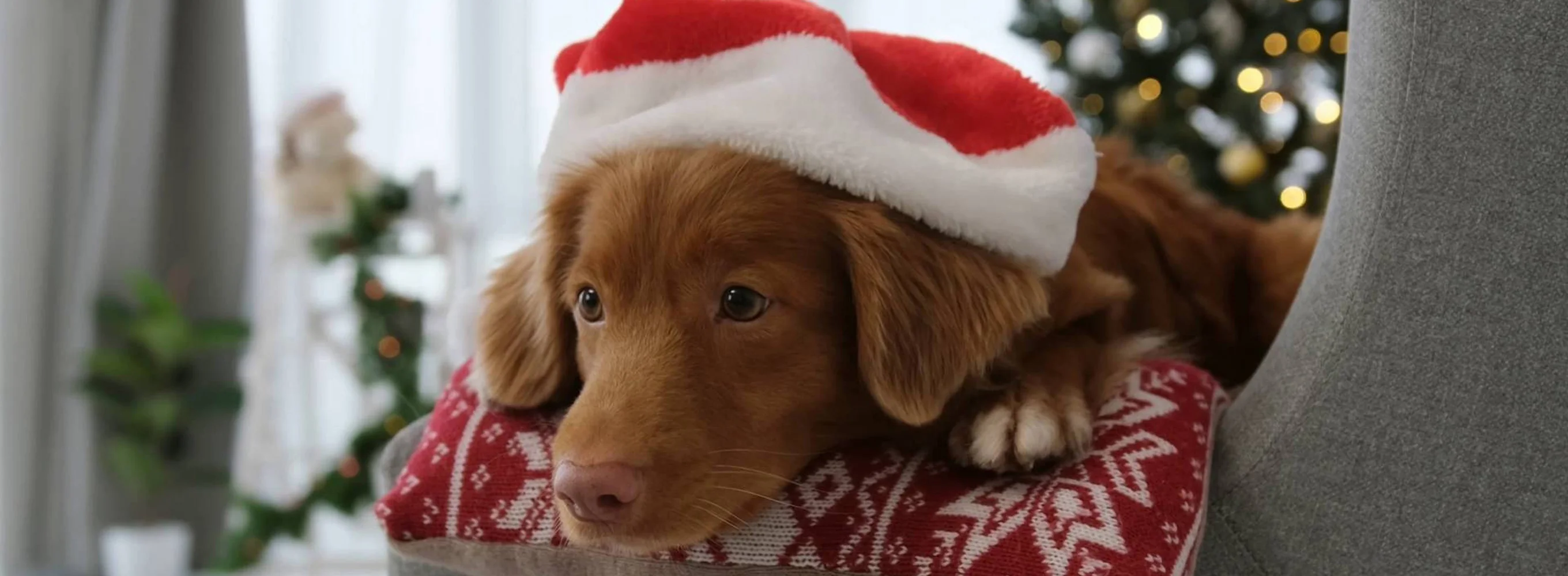 The Holiday Collection: Christmas Puppies & Kitties