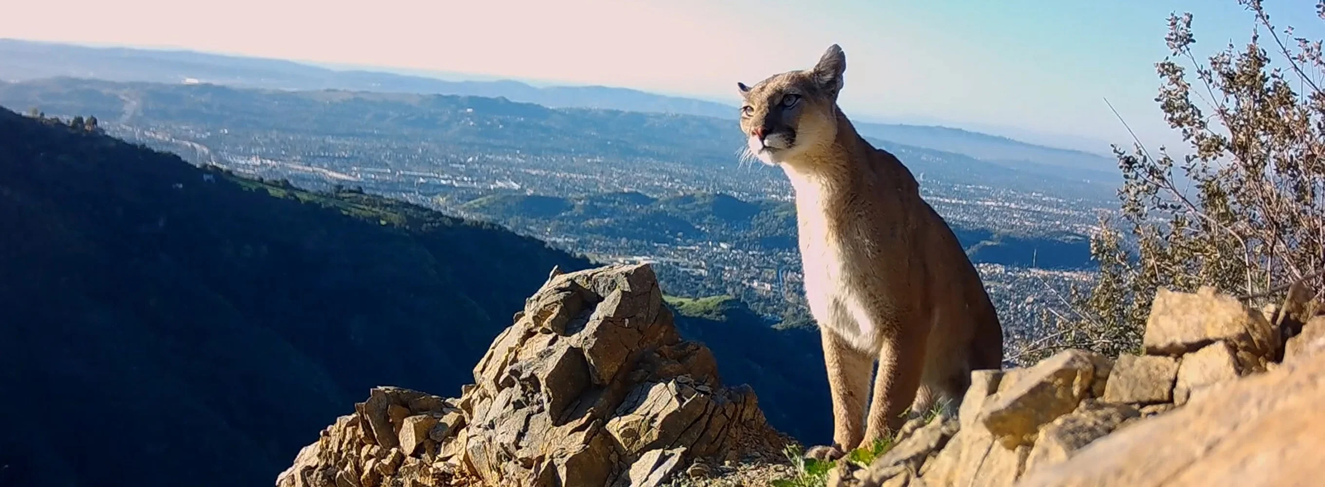 Wildlife On The Edge