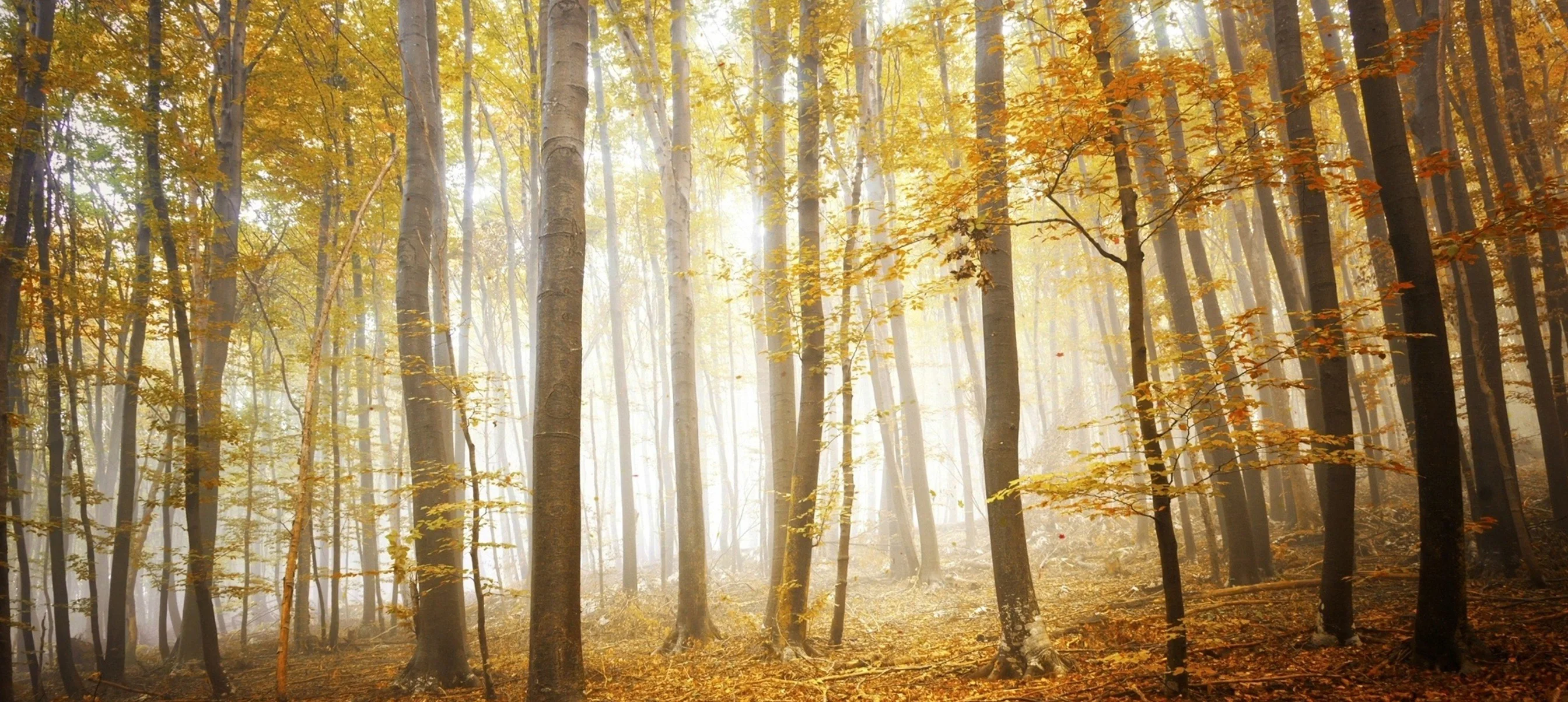 Enchanting Autumn