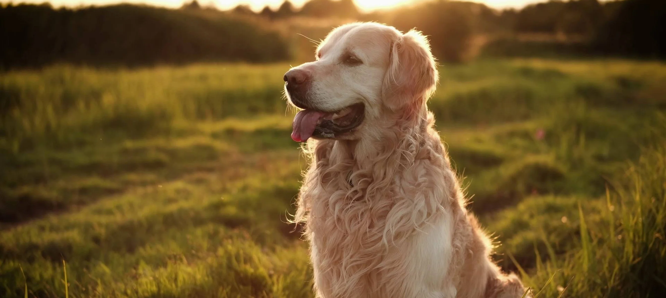 Par amour des chiens
