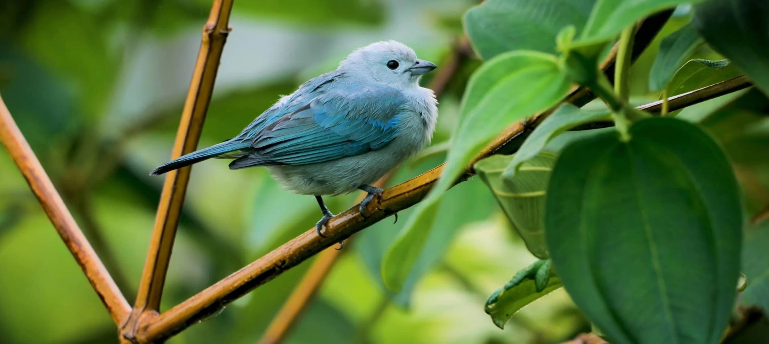 Sound Therapy: Relaxing Birds for Meditation