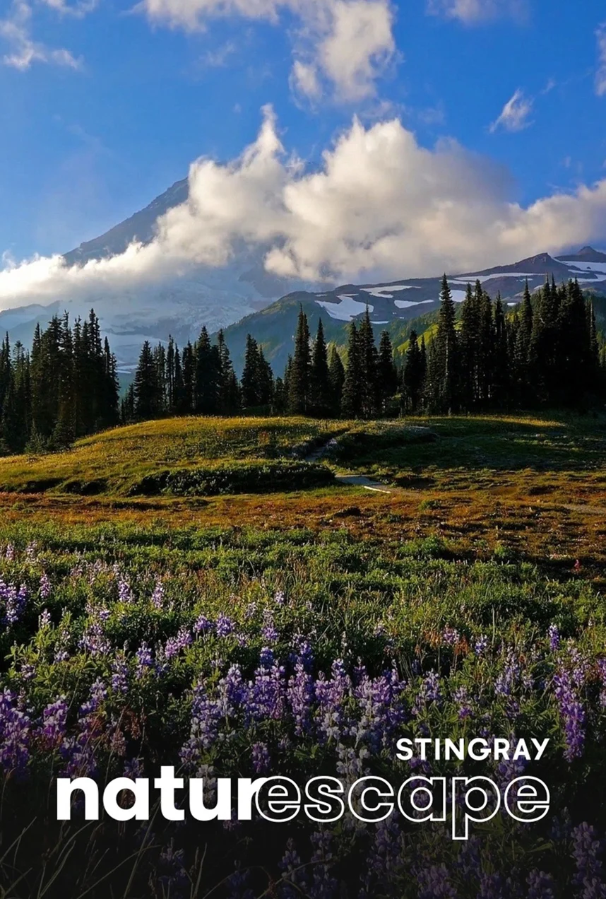 A Day in Mount Rainier 1