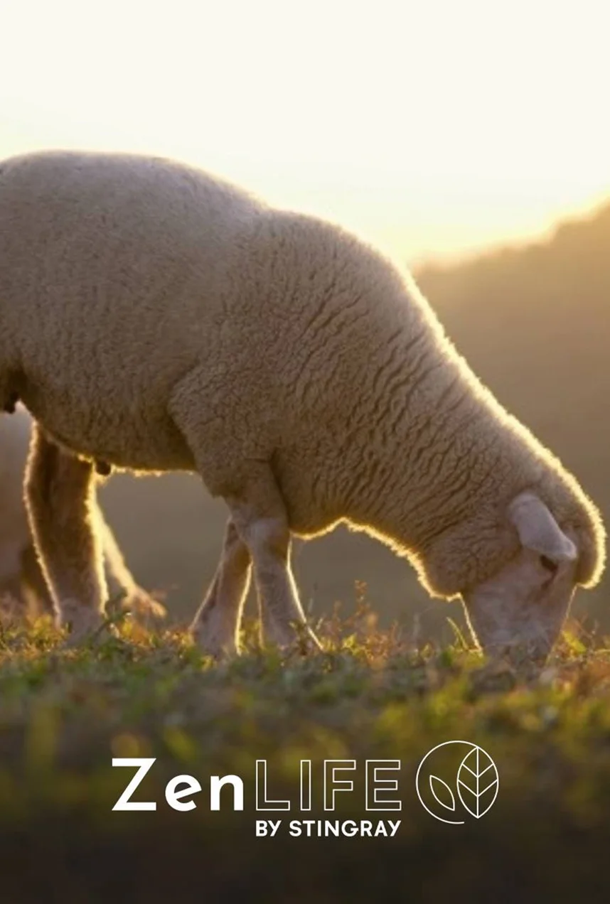 Animaux antistress 2