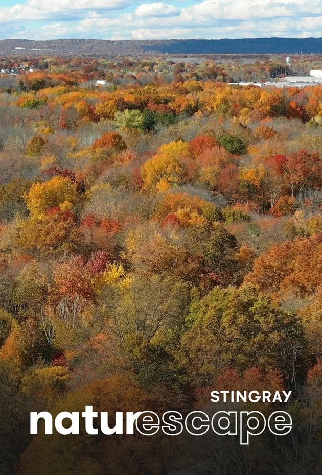 Autumn from Above