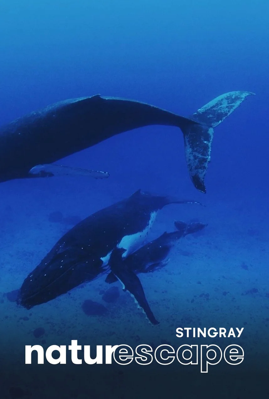 Baleine à bosse