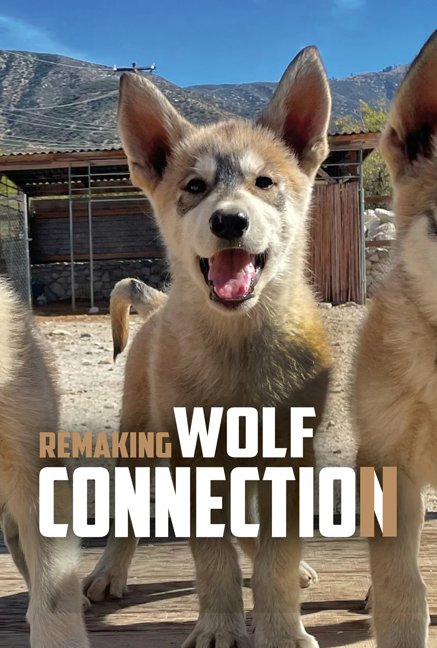 Remaking Wolf Connection Part