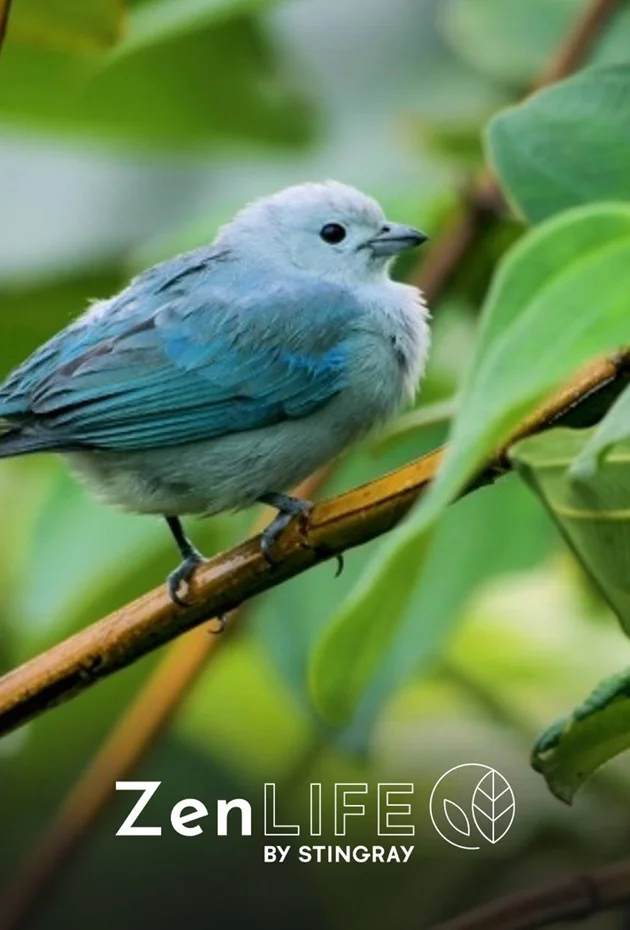 Sound Therapy: Relaxing Birds for Meditation