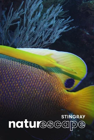 Poissons chatoyants
