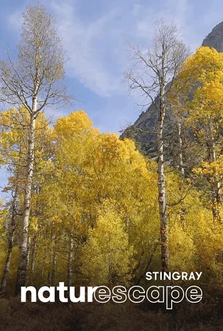 L’automne en forêt 1