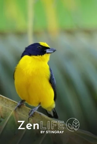 Zen nature : beaux oiseaux