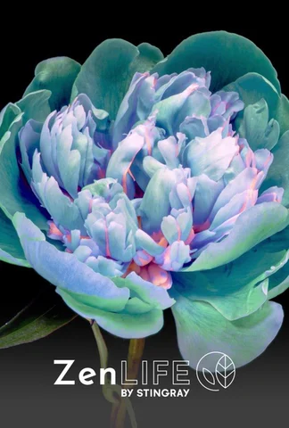 Zen nature : harmonies