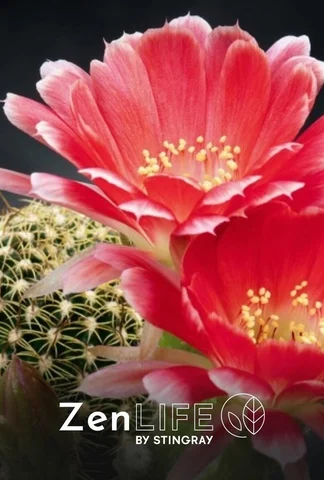Zen nature : thérapie florale
