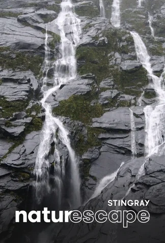 Restful Rain in New Zealand