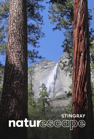 Yosemite Falls Forest Creek