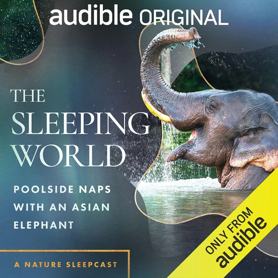 The Sleeping World: Poolside Naps with an Asian Elephant