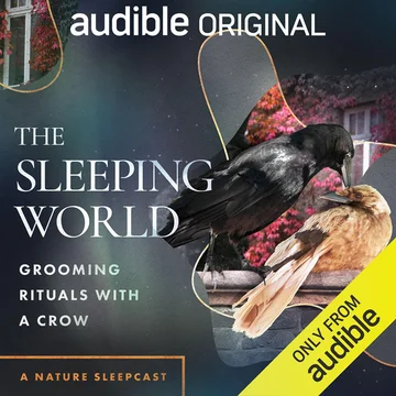 The Sleeping World: Grooming Rituals with a Crow