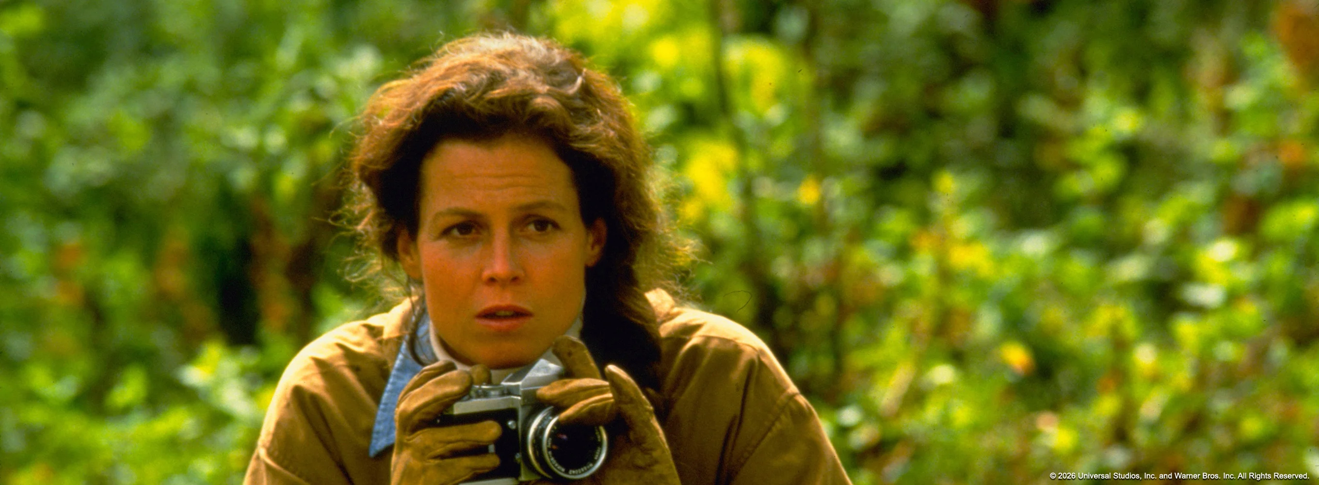 Gorillas in the Mist