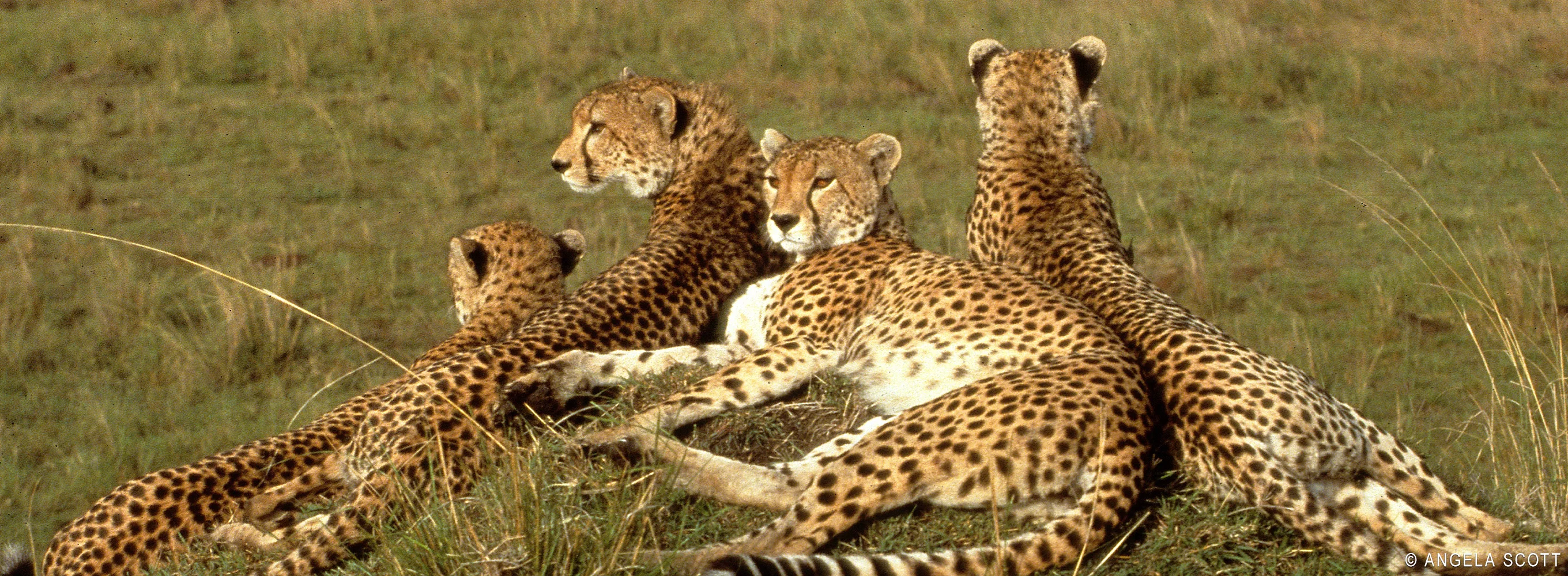 Big Cats 24/7