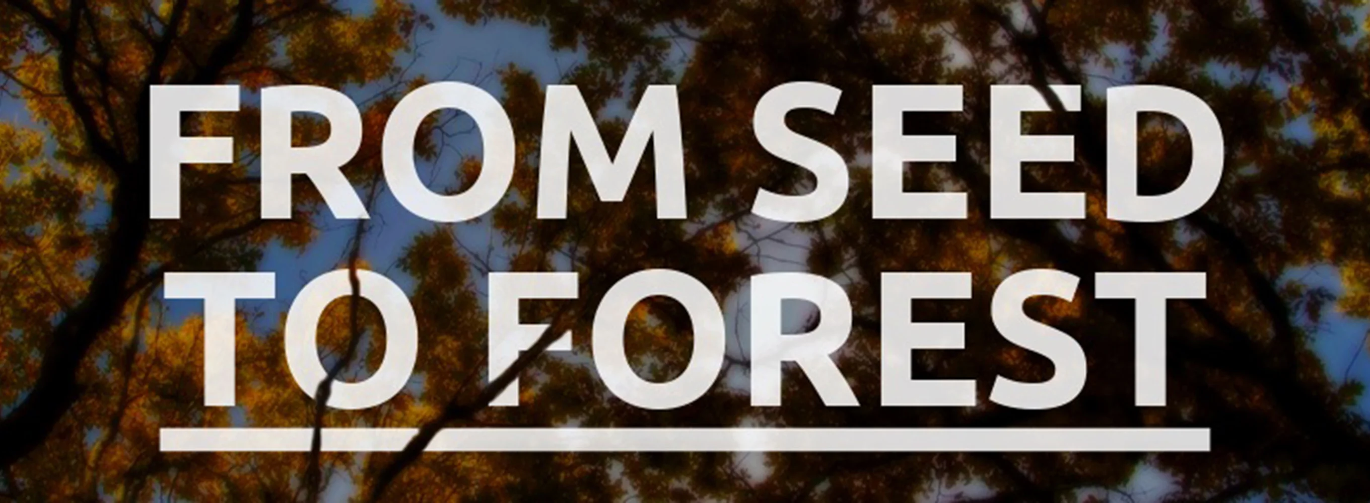 Seed to Forest - Creating Woodlands for Future Generations