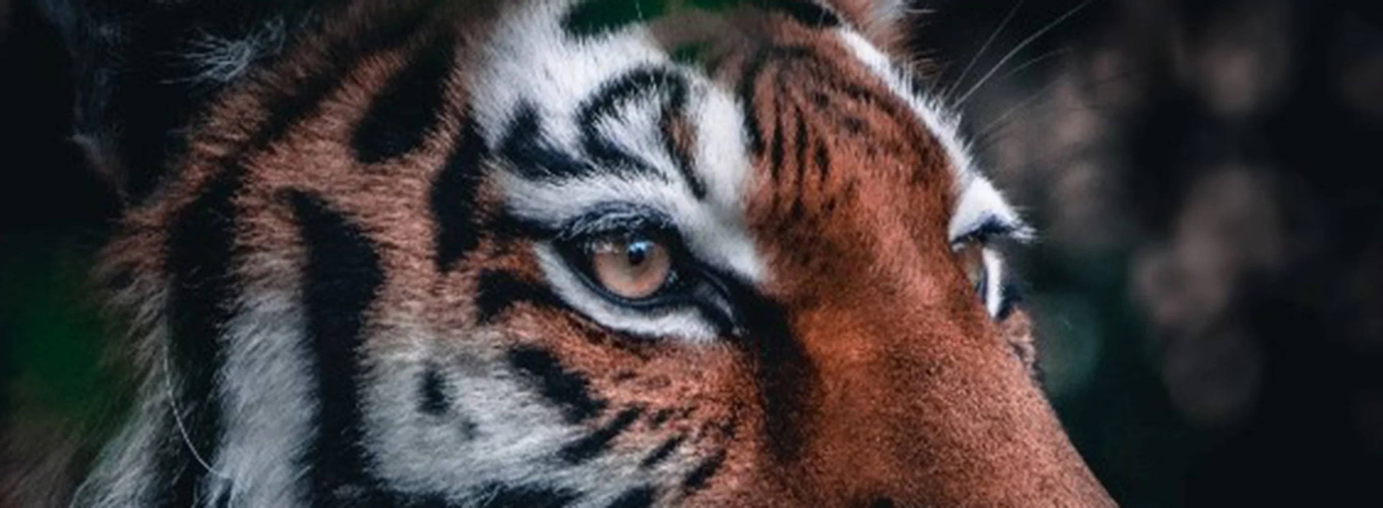 The Illegal Wildlife Trade