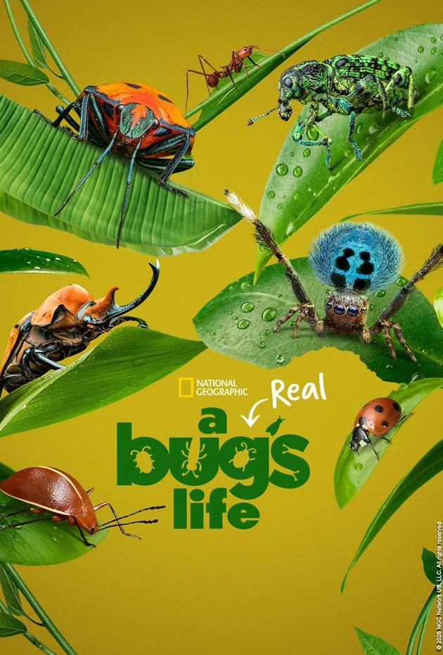 A Real Bug's Life