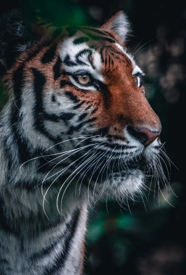 The Illegal Wildlife Trade