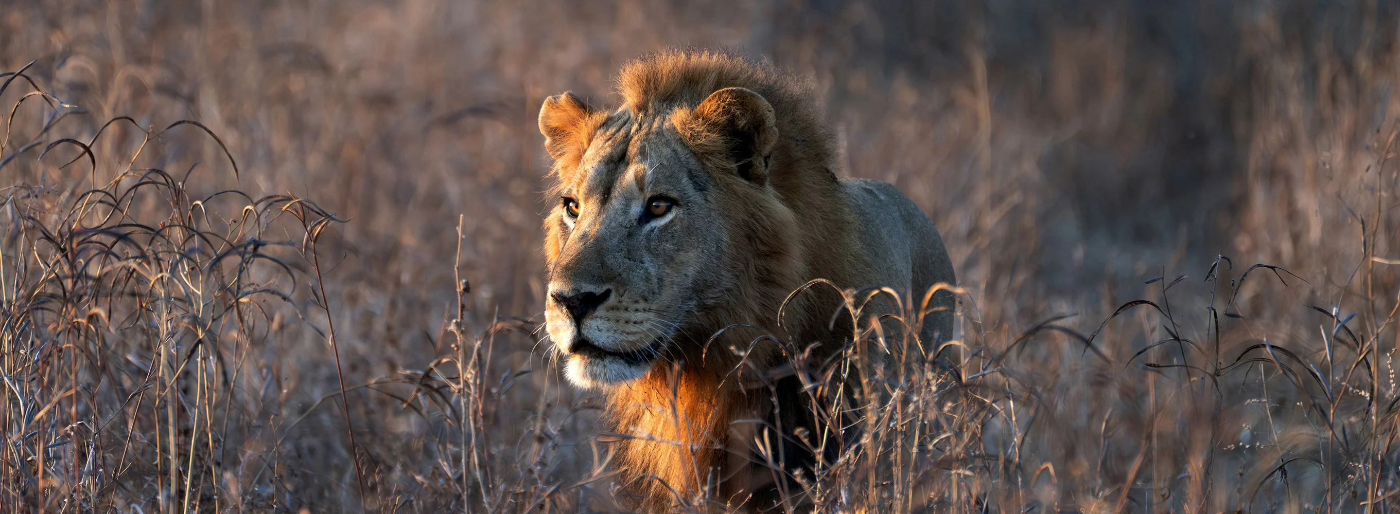 Kingdom