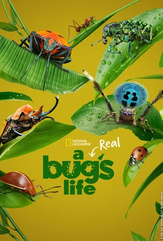 A Real Bug's Life