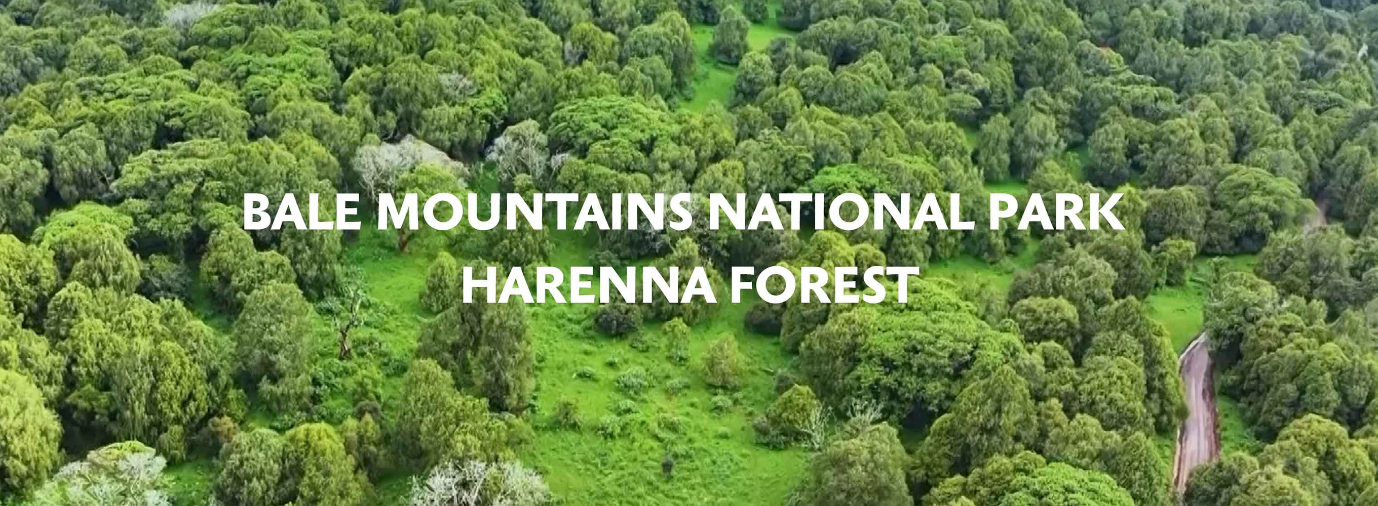 Bale Mountains National Park - Harenna Forest
