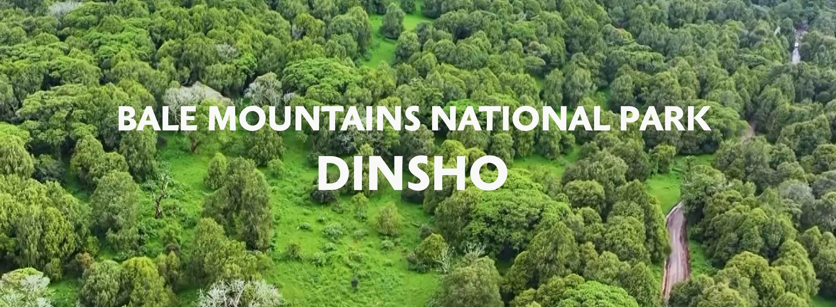 Bale National Park Dinsho Spot