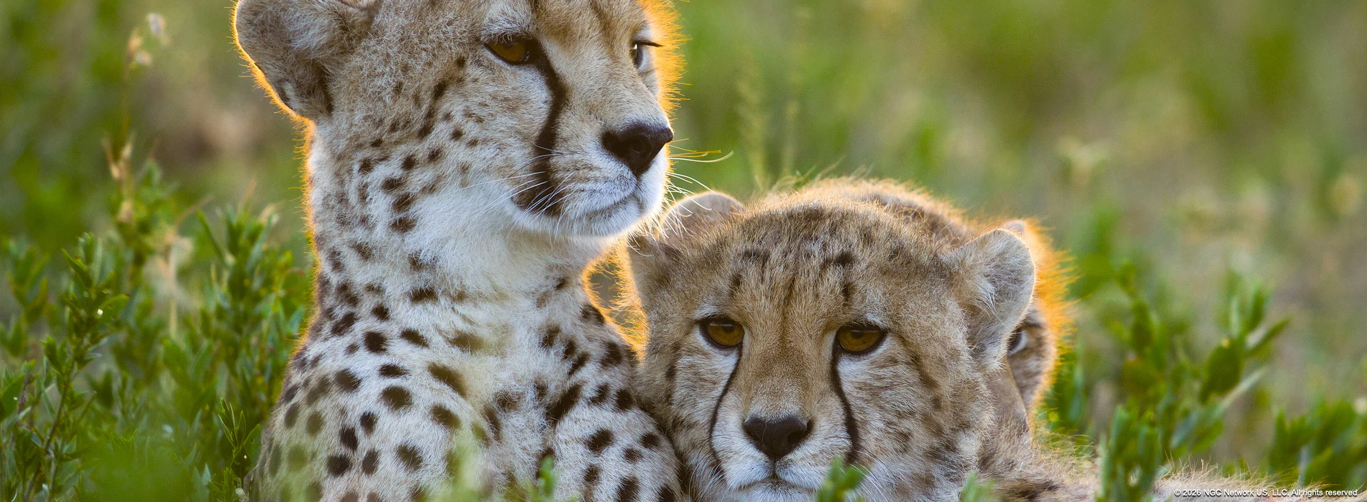 Cheetahs Up Close with Bertie Gregory