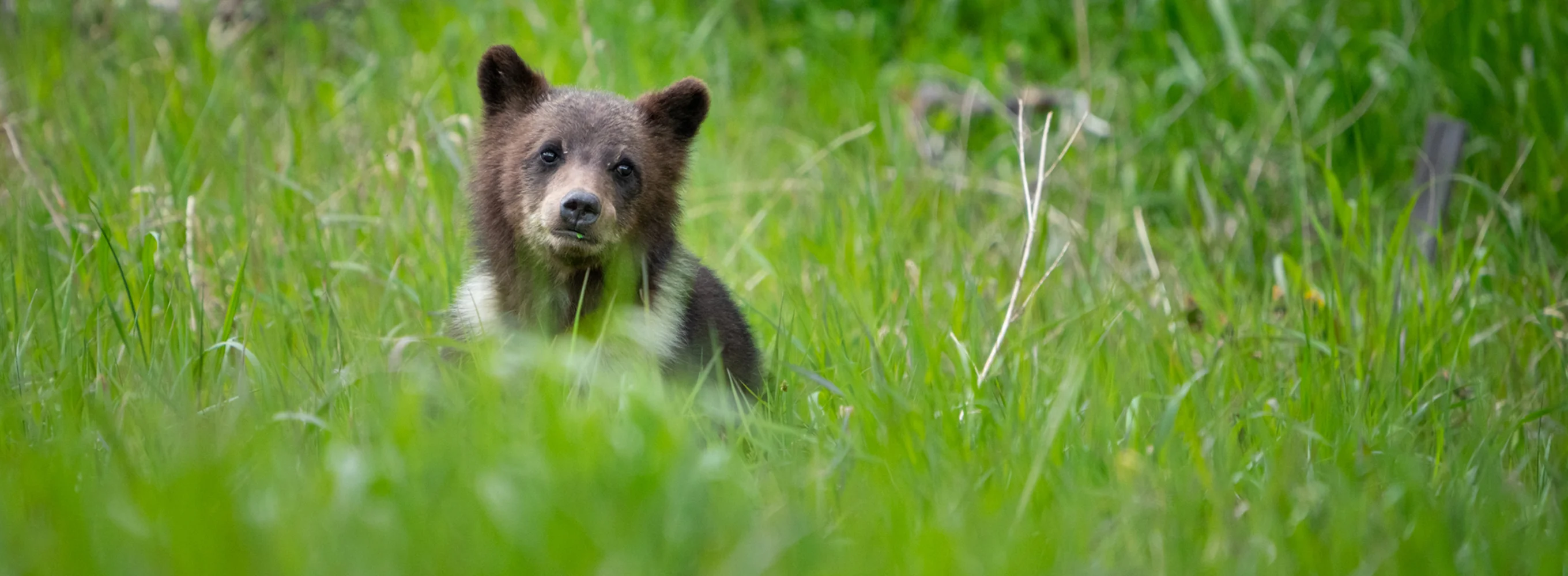 Growing Up Grizzly