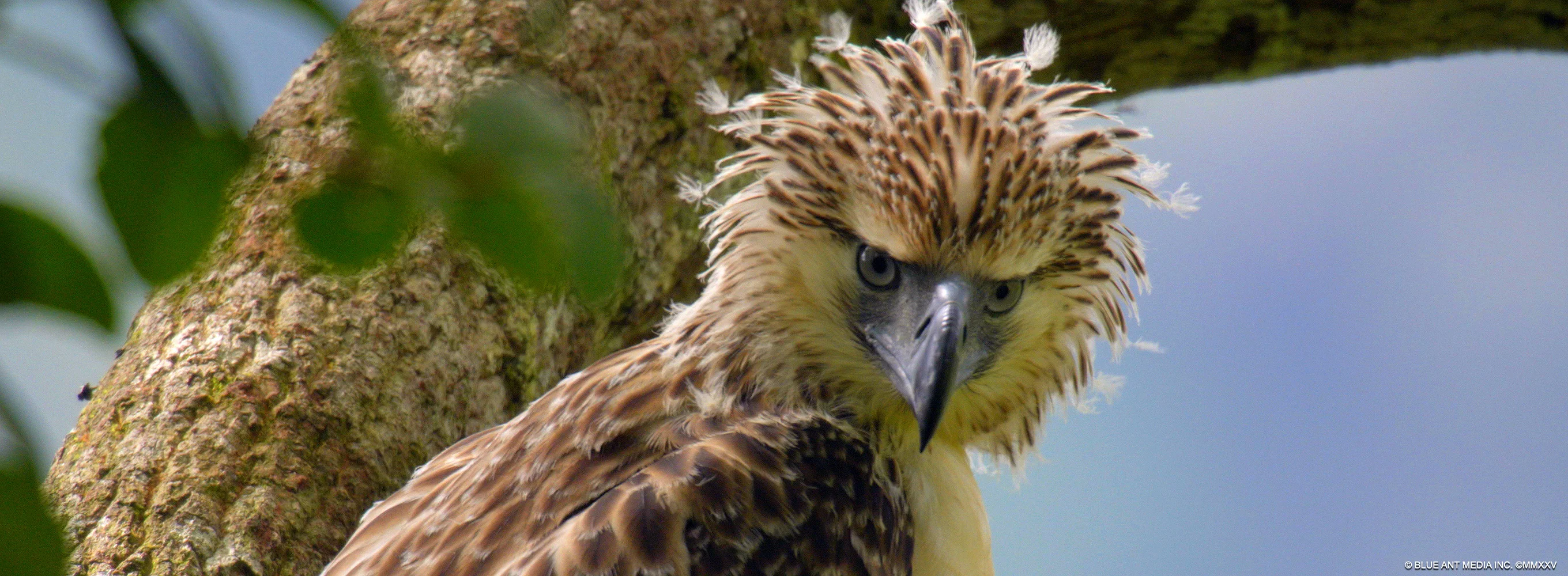 Wild Philippines