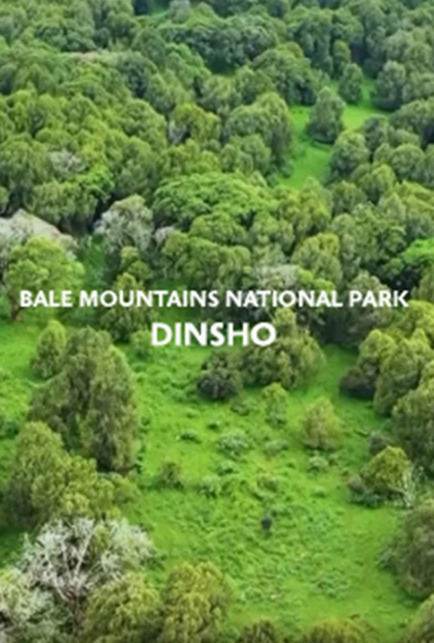 Bale National Park Dinsho Spot