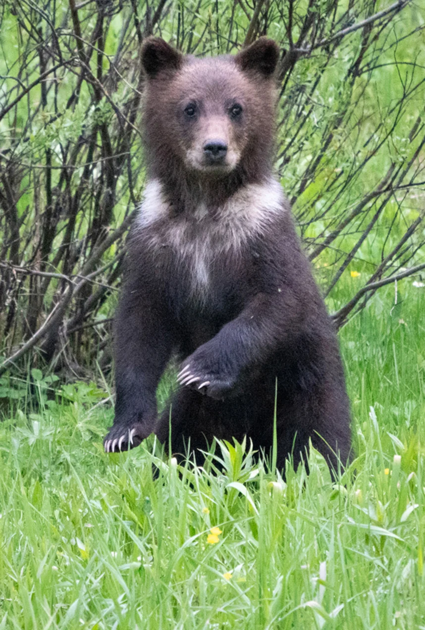 Growing Up Grizzly