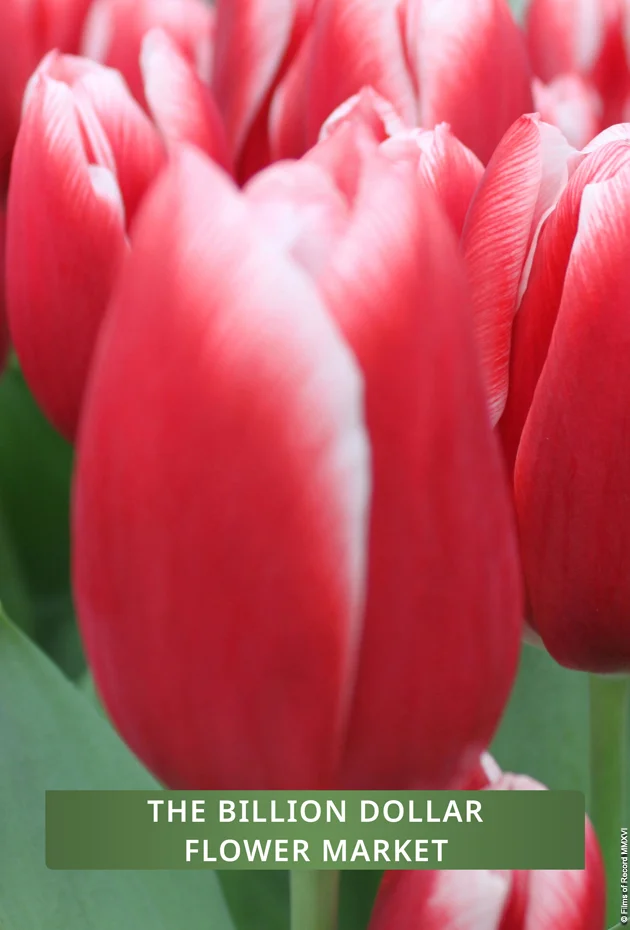 The Billion Dollar Flower Market