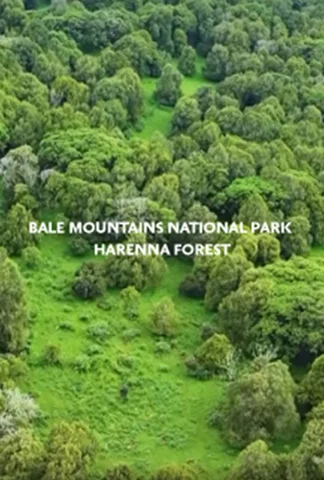 Bale Mountains National Park - Harenna Forest